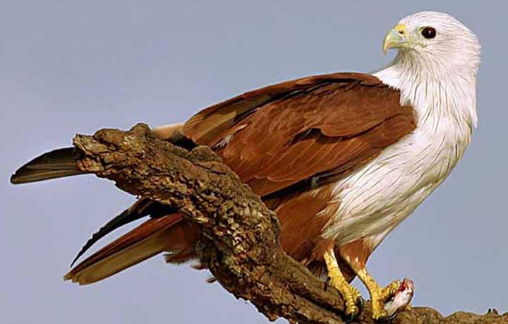 সোনালি ডানার চিল